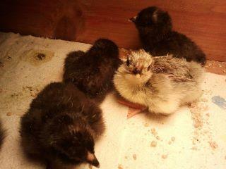 93056_baby_chicks.jpg
