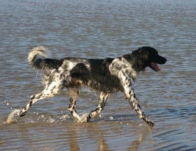 9311_dogguess.jpg