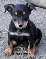 9311_puppyguess.jpg