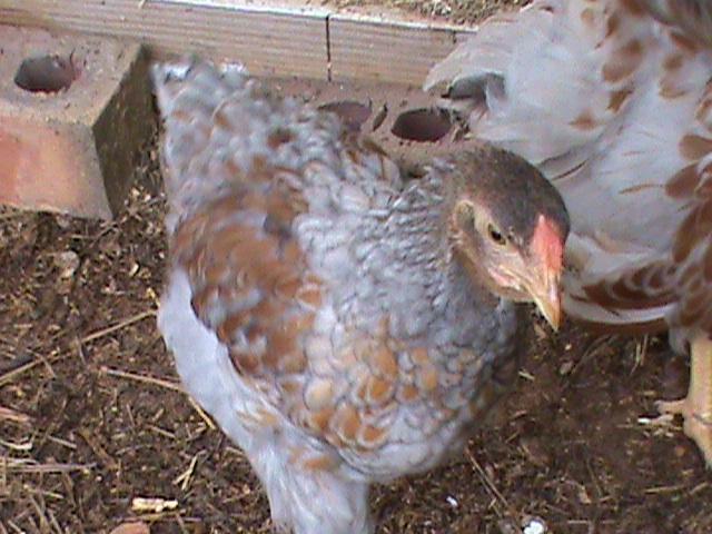 93129_dsc00214.jpg