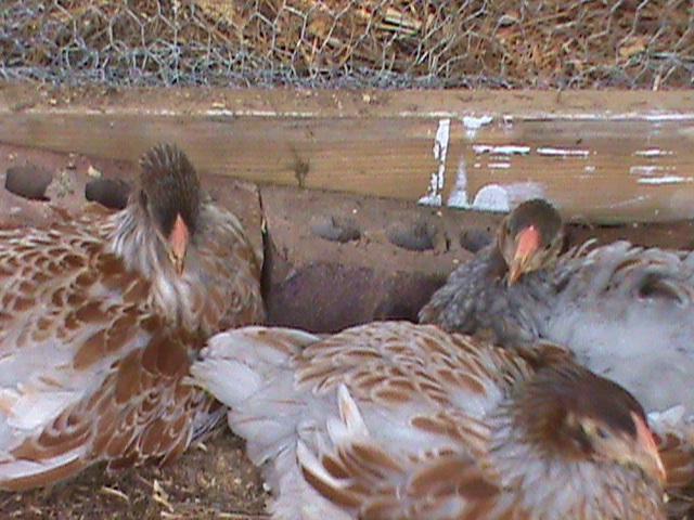 93129_dsc00226.jpg