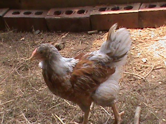 93129_dsc00228.jpg