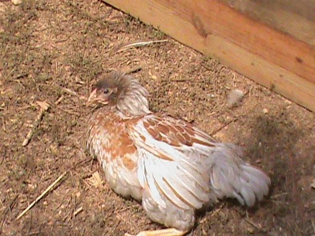 93129_dsc00231.jpg