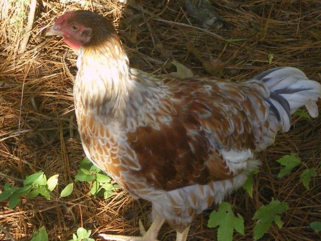 93129_imgp1437.jpg