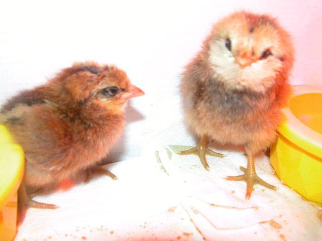 9313_baby_chicks_006.jpg