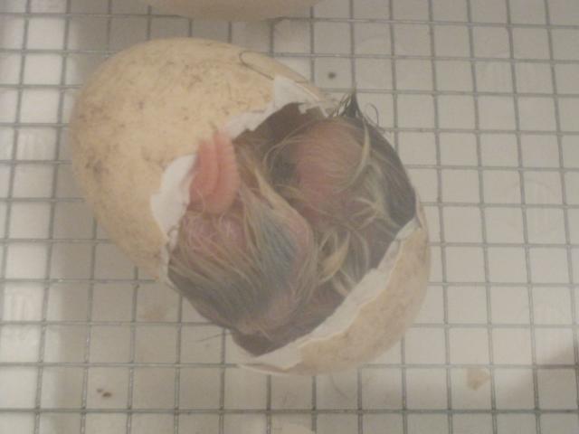 93152_the_first_baby_chick_006.jpg