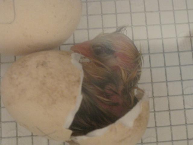 93152_the_first_baby_chick_007.jpg