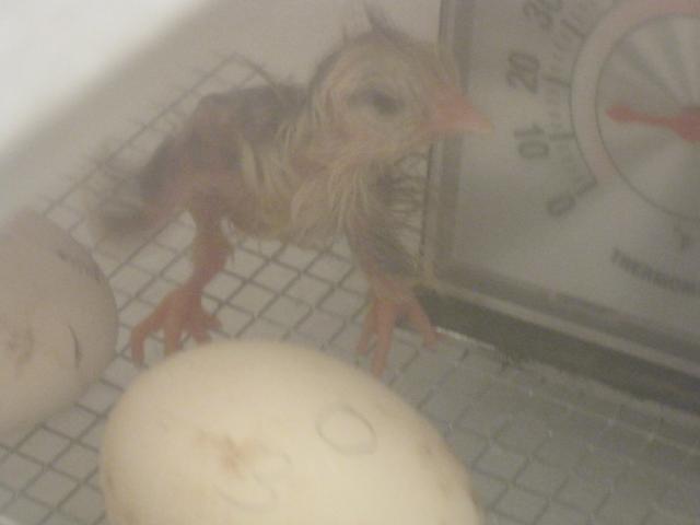 93152_the_first_baby_chick_012.jpg