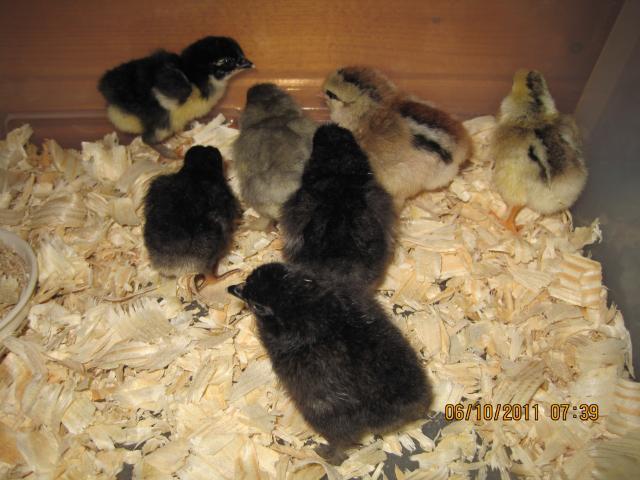 93152_the_first_baby_chick_039.jpg
