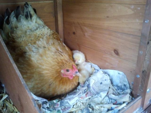 93178_bess_and_hatching_chicks_26072011.jpg