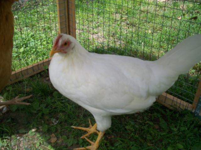93207_100_2471.jpg