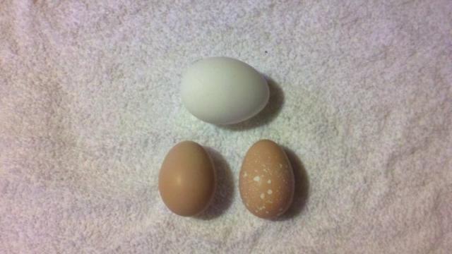 93227_first_2_eggs.jpg