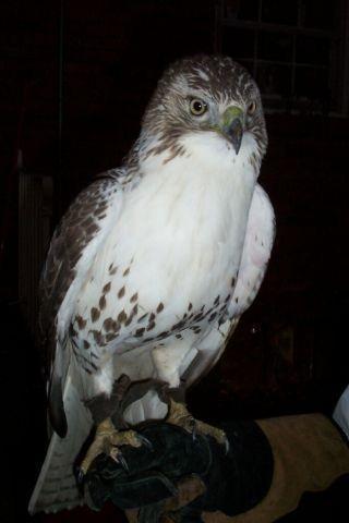 93284_redtail3.jpg