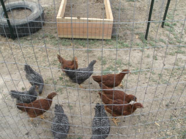 93295_chickens.jpg