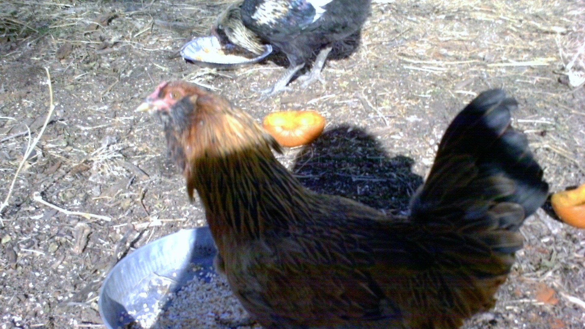 93312_chickens_006.jpg
