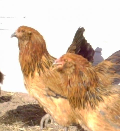93312_chickens_011_2.jpg