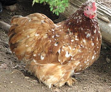 9332_2011_mf_pullet.jpg