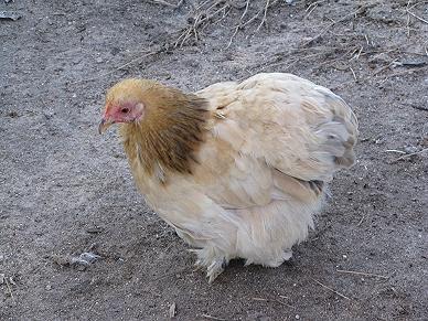 9332_5_mth_old_mf_pullet.jpg