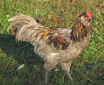 9332_ameras_10-11_blue_roo.jpg