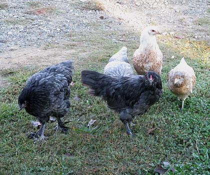 9332_ameras_10-11_marans_oe_and.jpg