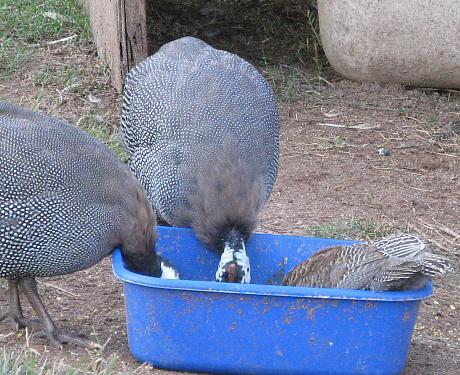 9332_and_this_is_the_food_bowl.jpg