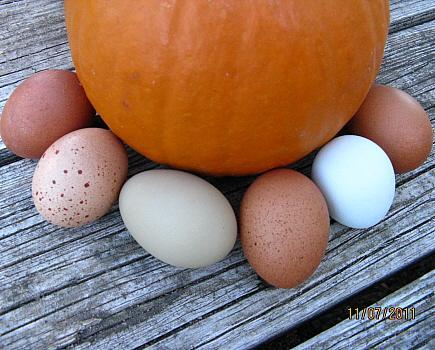 9332_autumn_eggs_punkin.jpg
