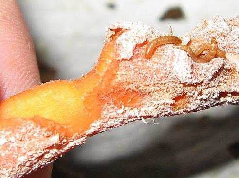 9332_baby_worms_7-11.jpg