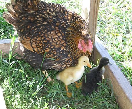 9332_back_off-my_babies.jpg