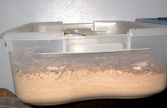 9332_beetle_bins_frass_depth.jpg