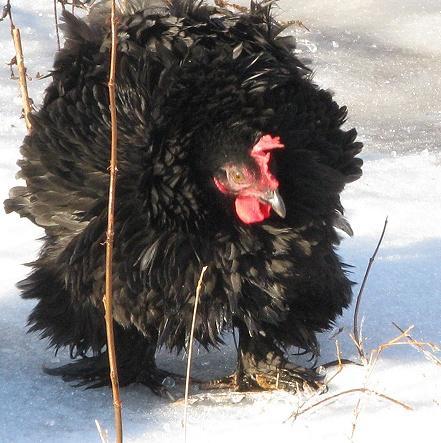 9332_blk_frizzle_in_snow.jpg