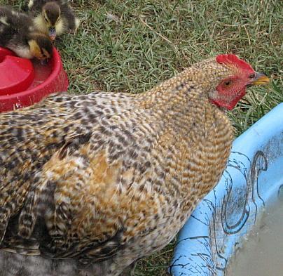 9332_bo_son_w_ducklings_7-11.jpg