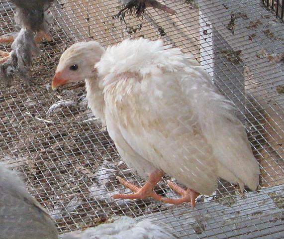 9332_buff_dundotte_keet.jpg