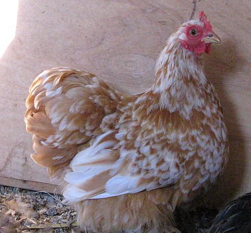 9332_buff_mottled_side.jpg