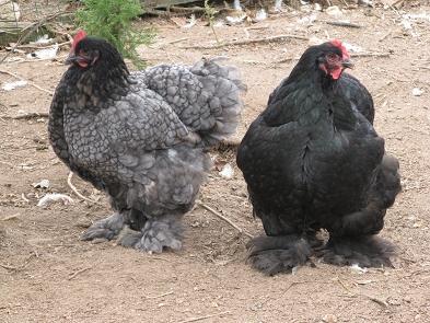 9332_cochin_hens.jpg