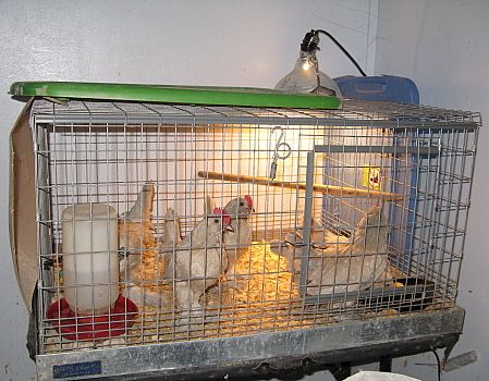 9332_duccles_1-12_house_pets.jpg