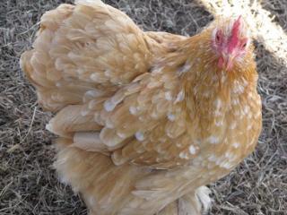 9332_f1_mf_hen.jpg