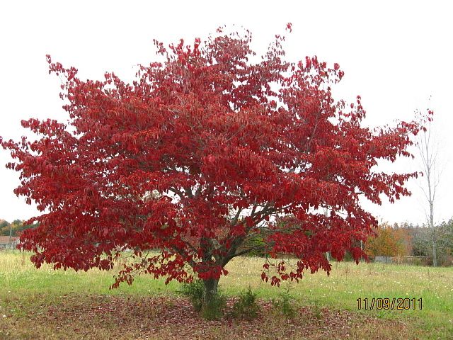 9332_farm_foliage_11-11_dogwood.jpg
