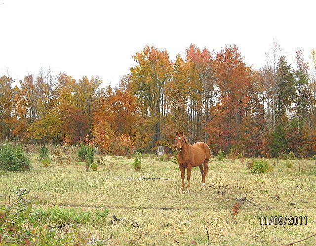 9332_farm_foliage_w_wimpy_11-11.jpg