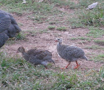 9332_free_range_keets_9-11.jpg
