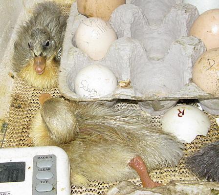 9332_gofasterst_ducklings_hatch.jpg