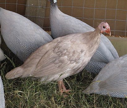 9332_guineas_mash_11-11_lavs_n_pretty.jpg