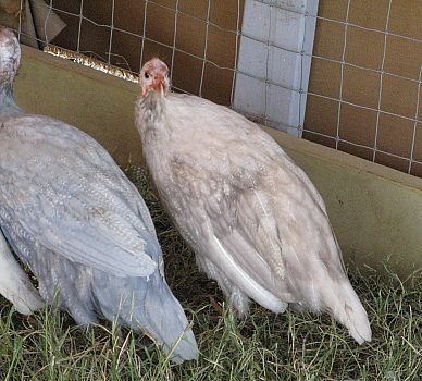 9332_guineas_mash_11-11_smokin.jpg