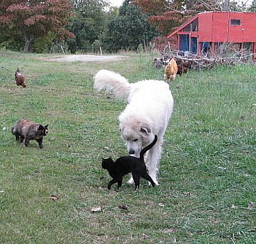 9332_jolie_hates_cats_10-11.jpg