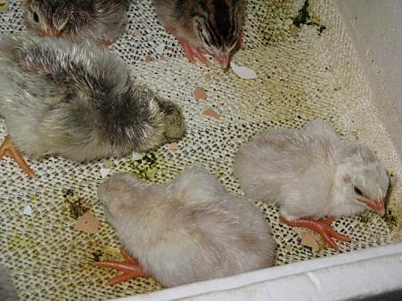 9332_keets_hatched_8-11_duns.jpg