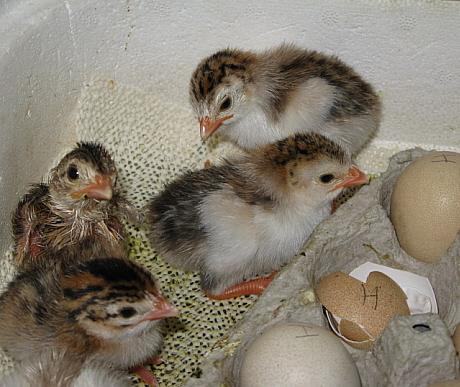 9332_keets_hatched_8-11_heidis.jpg