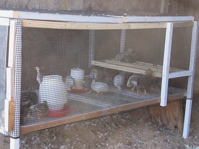 9332_keets_in_outside_brooder.jpg