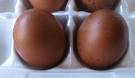 9332_mar_eggs.jpg