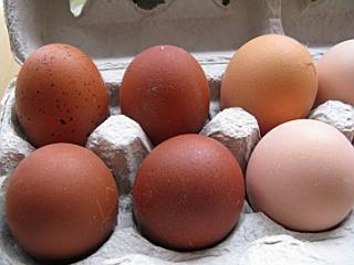 9332_marans_eggs_comparison.jpg