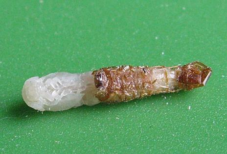 9332_mealie_pupating_5-11.jpg