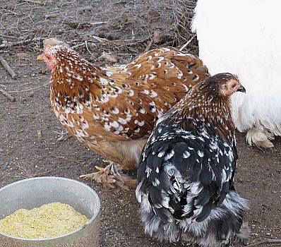 9332_mf_project_cochins_12-11.jpg